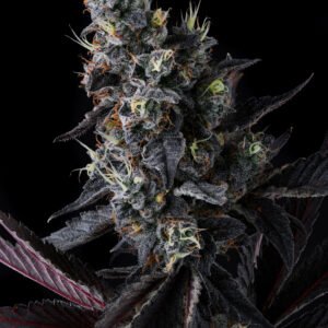 Giggin’ Grapes 