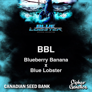 Buy Blueberry Lobster Cannabis Seeds by Cipher Genetics