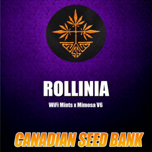 Rollinia Hybrid Feminized Cannabis Seed By Symbiotic Genetics