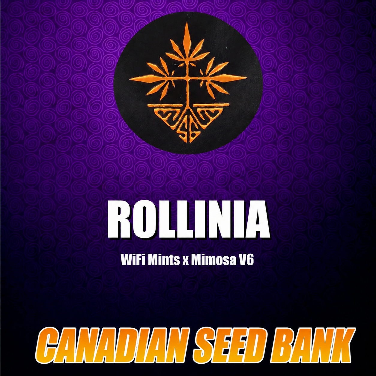 Rollinia Hybrid Feminized Cannabis Seed By Symbiotic Genetics