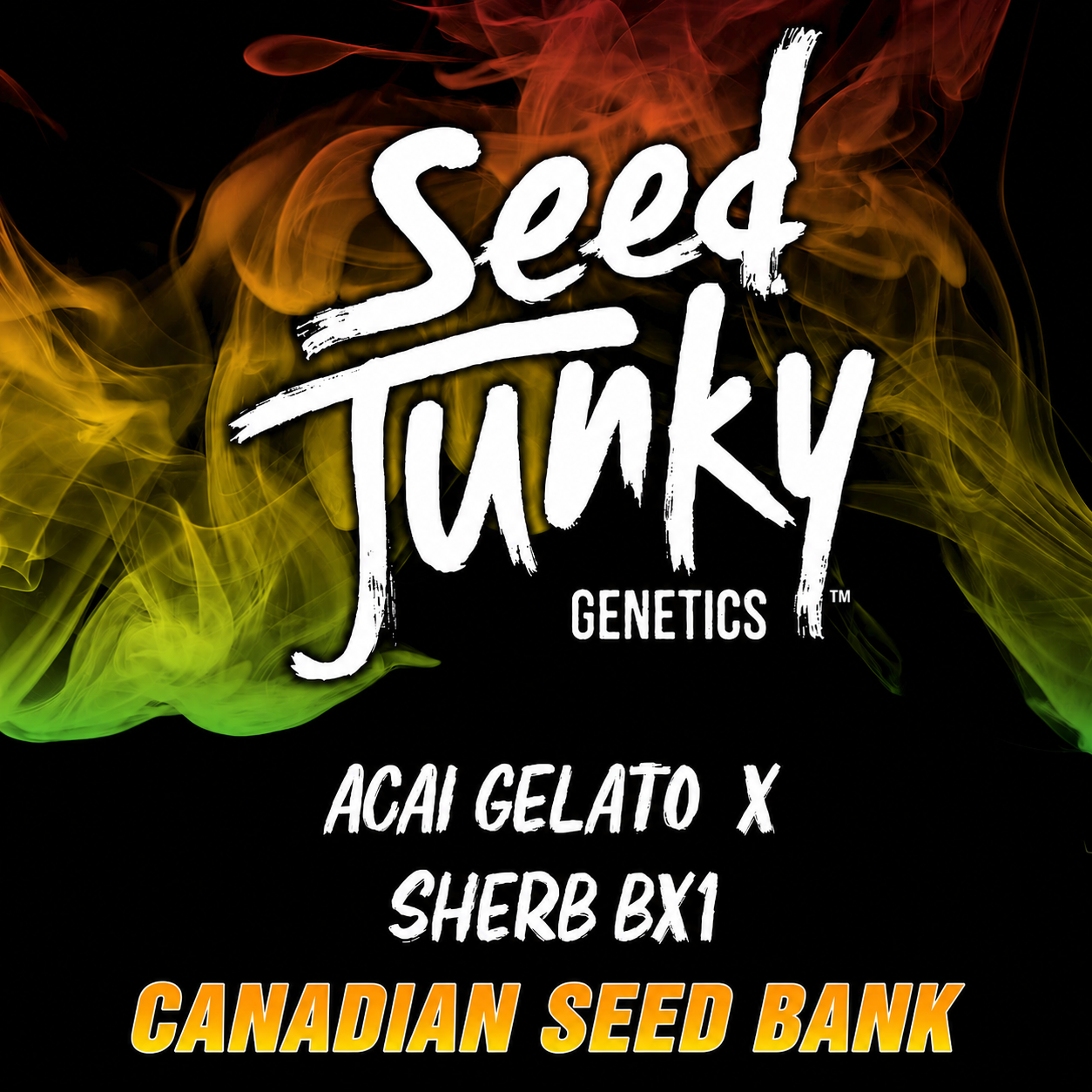 Acai Gelato x Sherb Bx1 by Seed Junky Genetics