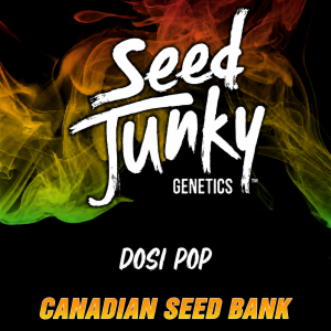 Buy Dosi Pop Hybrid Seeds By Seed Junky Genetics