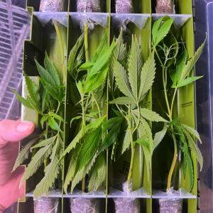 Buy Doggy Style (Cuts) From Grandiflora Genetics Online