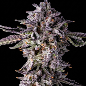 Purple Preserves
