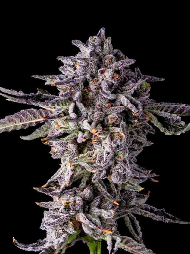 Purple Preserves