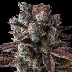 Hawaiian Sunkist Cannabis Seeds For Sale Online
