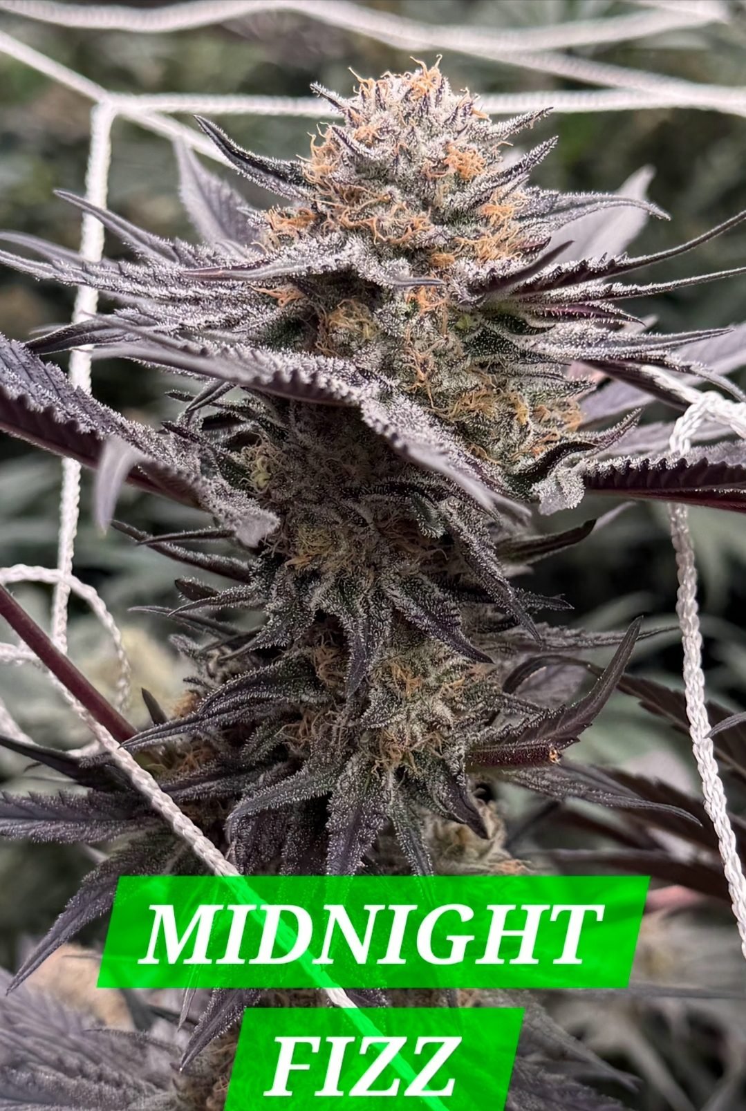 In House Genetics – MIDNIGHT FIZZ