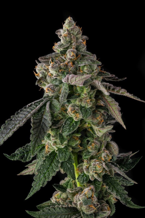 Compound Genetics- Wokstar