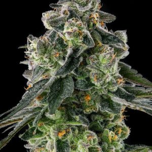 Compound Genetics- Afters