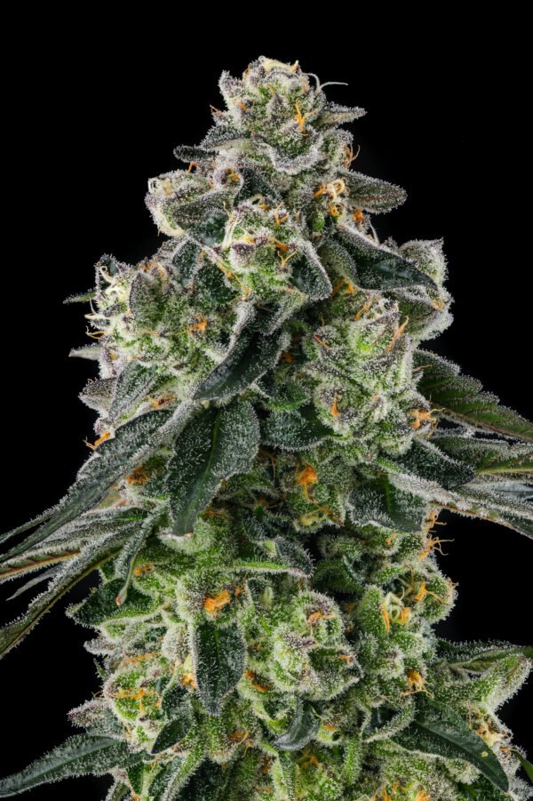 Compound Genetics- Afters