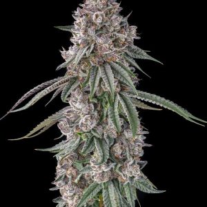 Lemon Chain