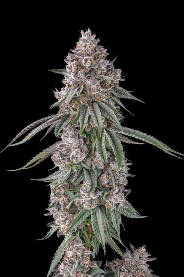 Lemon Chain
