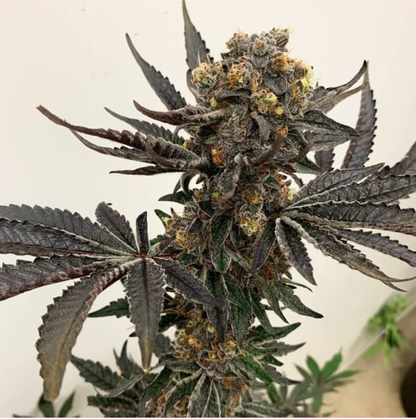 Colonel Crunch