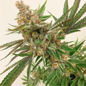 Jungle Fruit