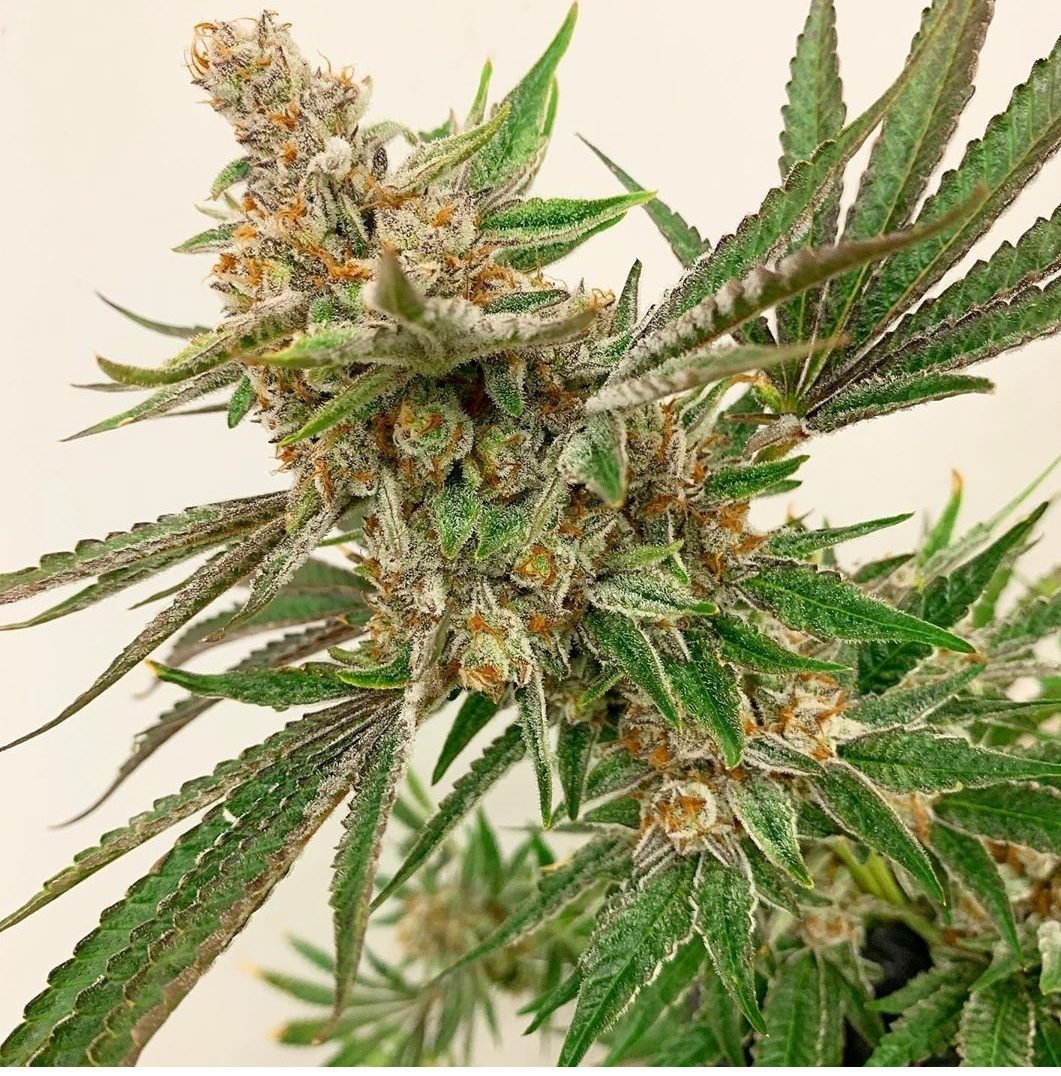 Jungle Fruit
