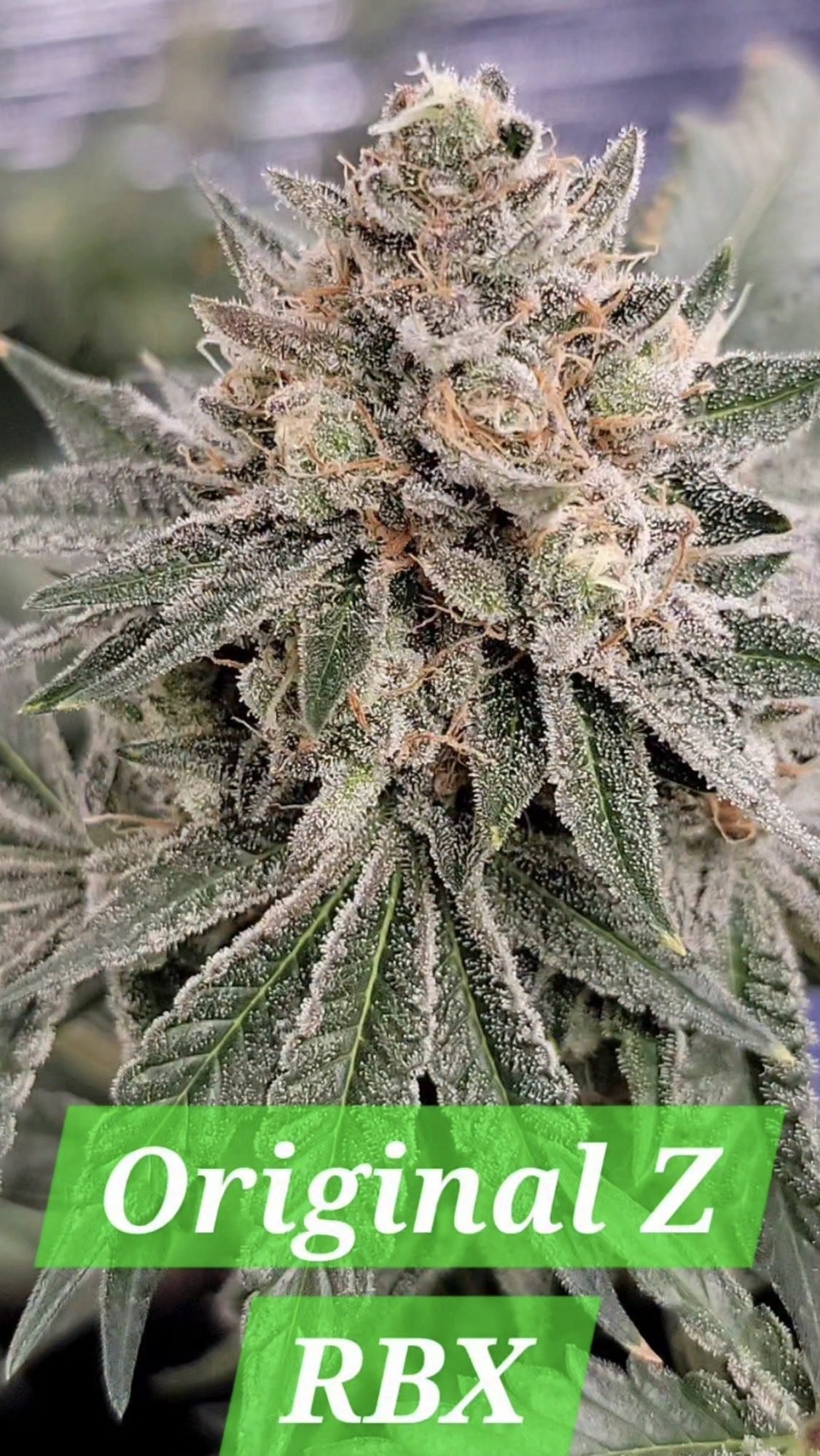 In-House Genetics Original Z Rbx1 Seeds
