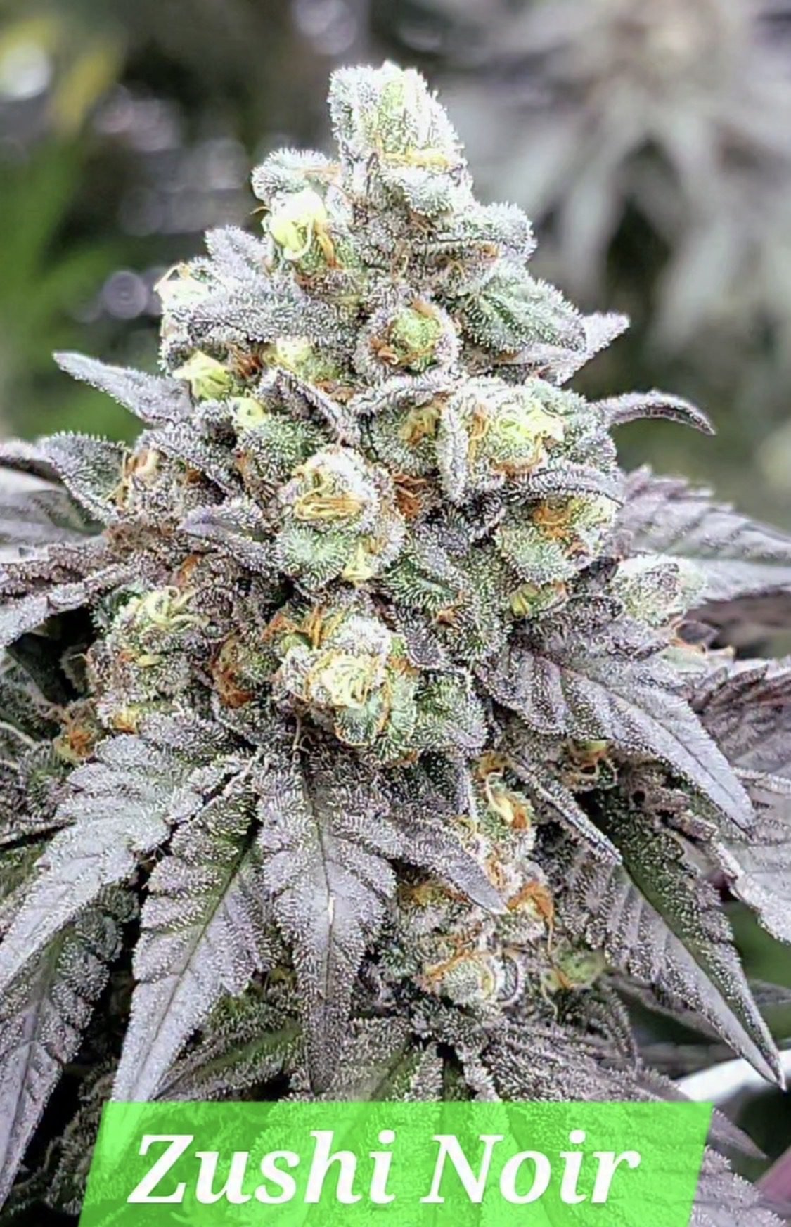 Buy Zushi Noir Cannabis Seeds