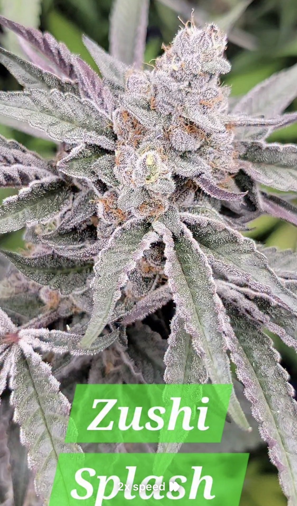 In-House Genetics Zushi Splash