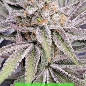 Buy Divine Midori Cannabis Seeds