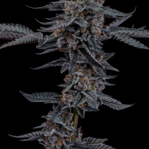 Buy Apple Straws Cannabis Seeds