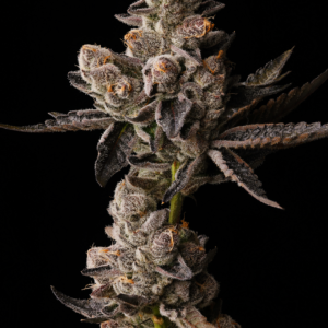 Bubblegum Burst Cannabis Seeds