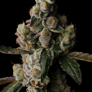 Buy Cake Straws Cannabis Seeds