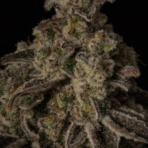 eedjunky Genetics Cap Junky S1 Seeds