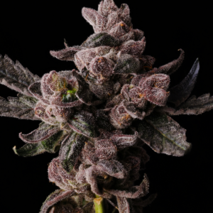 Buy SeedJunky Genetics Cosmic Pop Rocks Seeds 