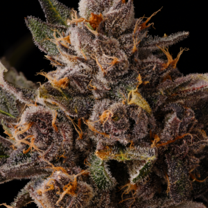 https://cannabisseedbank.ca/?post_type=product&p=8013&preview=true