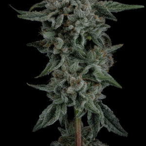 Seedjunky Genetics Hall Pass Seeds