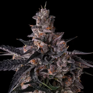 Lemon Cherry Pavè Cannabis Seeds