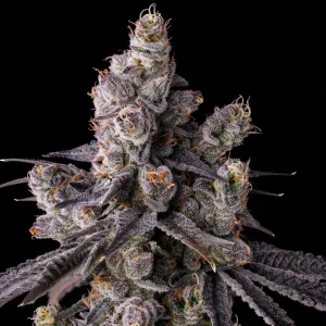 Buy Compound Genetics Mora Azul Seeds