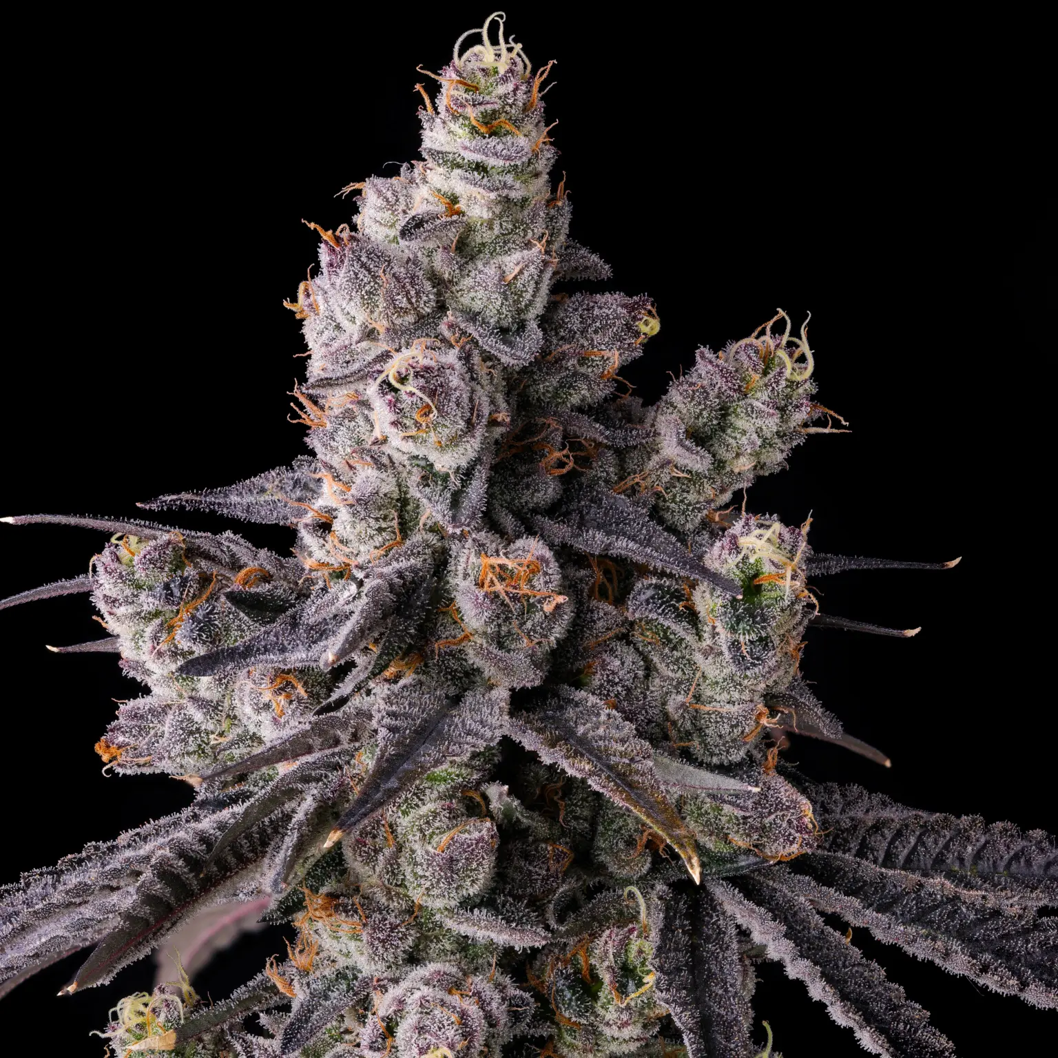Buy Compound Genetics Mora Azul Seeds