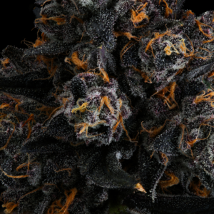 Seedjunky Genetics Red Sorbet Seeds