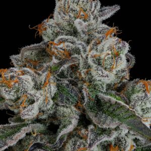 Buy Pineapple Bang Cannabis Seeds