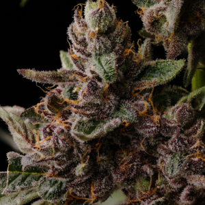 SeedJunky Genetics Straw Burst Seeds