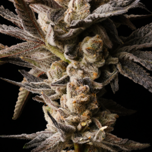 Wild Burst Cannabis Seeds