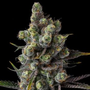 Buy Compound Genetics New Money Cannabis Seeds Online