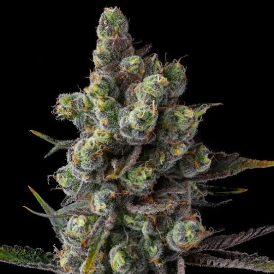 Buy Compound Genetics New Money Cannabis Seeds Online