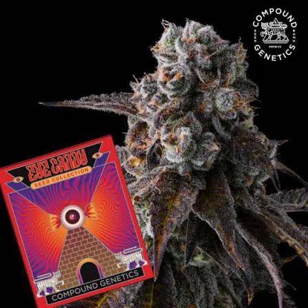 Presidential Pardon Cannabis Seeds For Sale