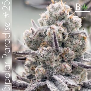 BiPolar Paradise R1 Seeds