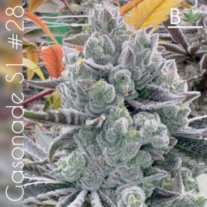 Gasonade S1 Cannabis Seeds