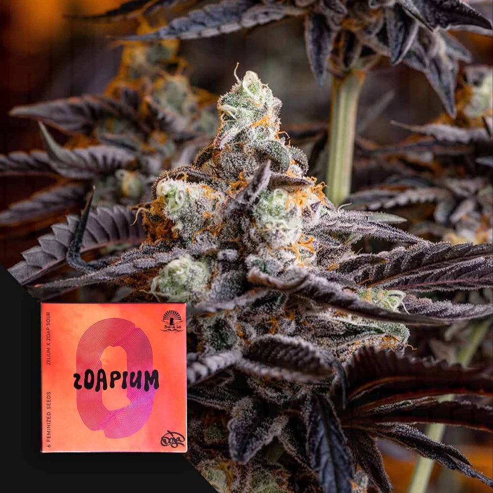 ZOAPIUM