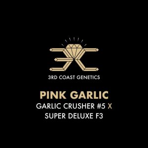 PINK GARLIC