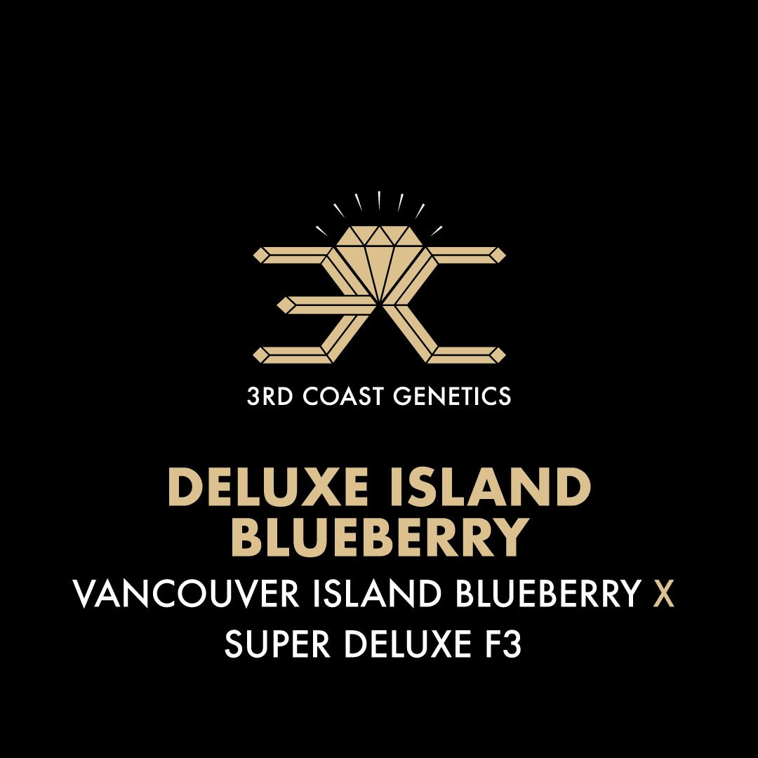 DELUXE ISLAND BLUEBERRY