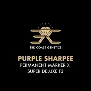 PURPLE SHARPEE