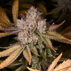 Buy Chemdozer Cannabis Seeds