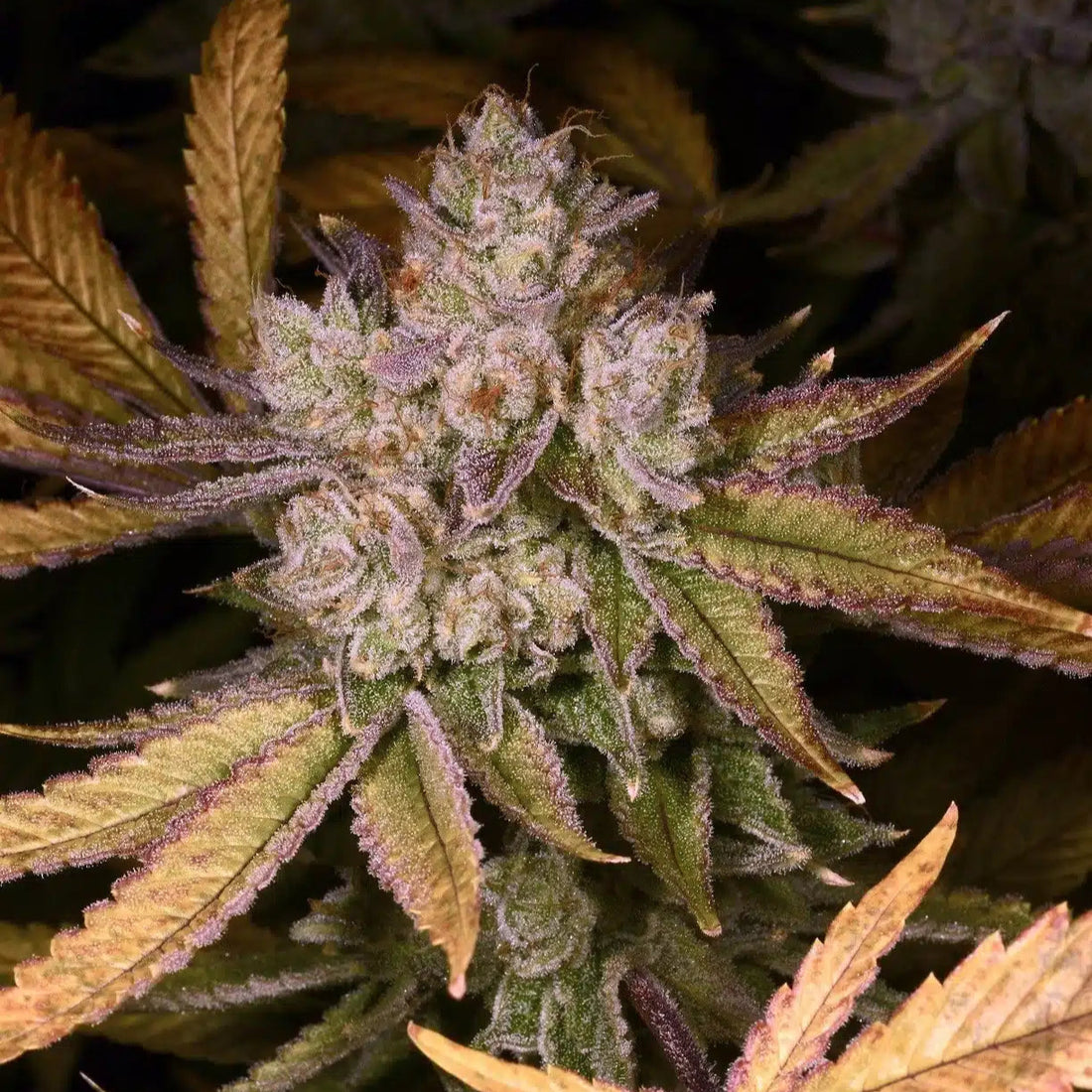 Buy Chemdozer Cannabis Seeds