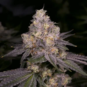 Buy Dark Dosi Cannabis Seeds Online