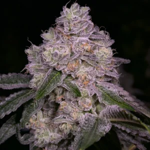 Buy Shortcut Cannabis Seeds